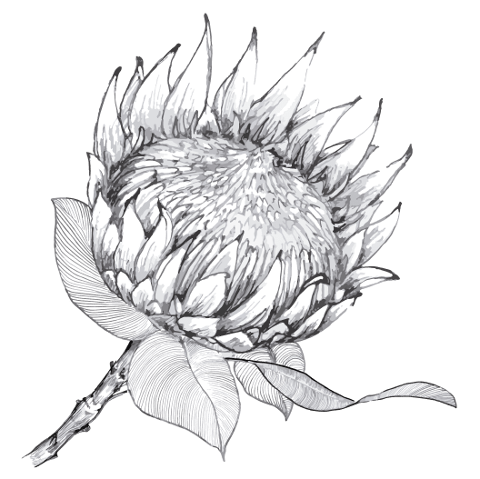 Protea