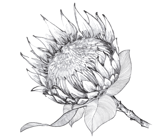 Protea